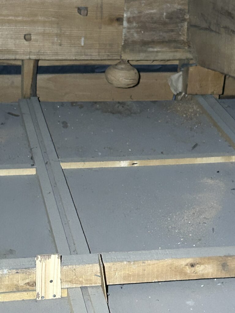 小竹町　スズメバチの巣駆除