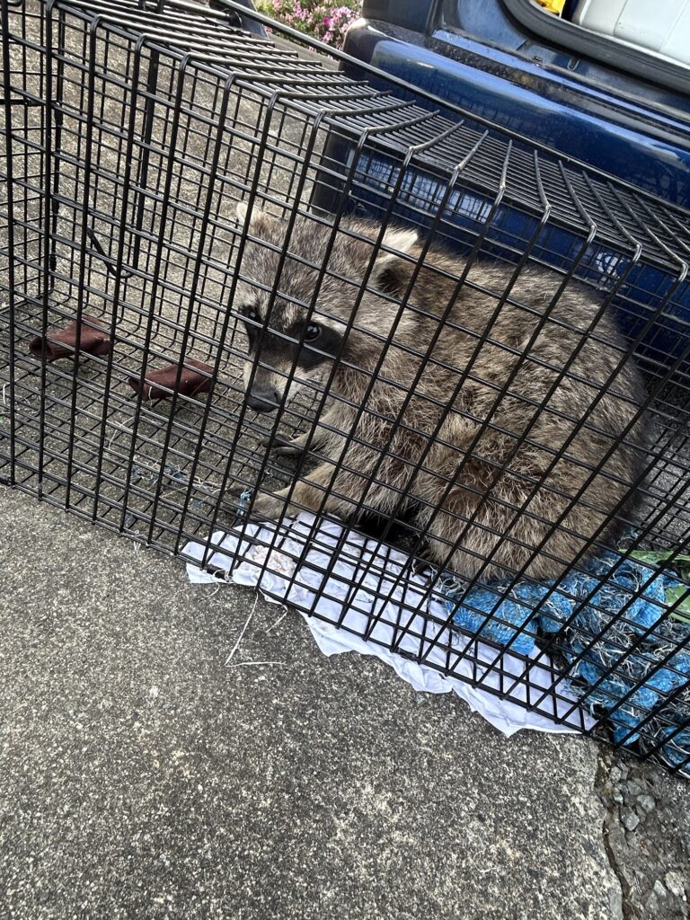 アライグマ駆除直方市